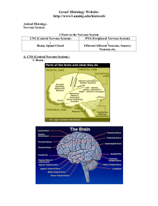 Nervous System