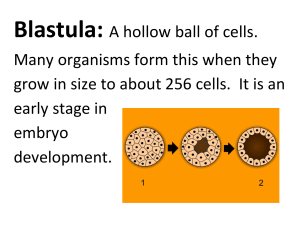 Blastula: A hollow ball of cells. Many organisms form this when they