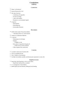 Cytoskeleton