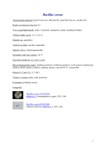 Bacillus cereus