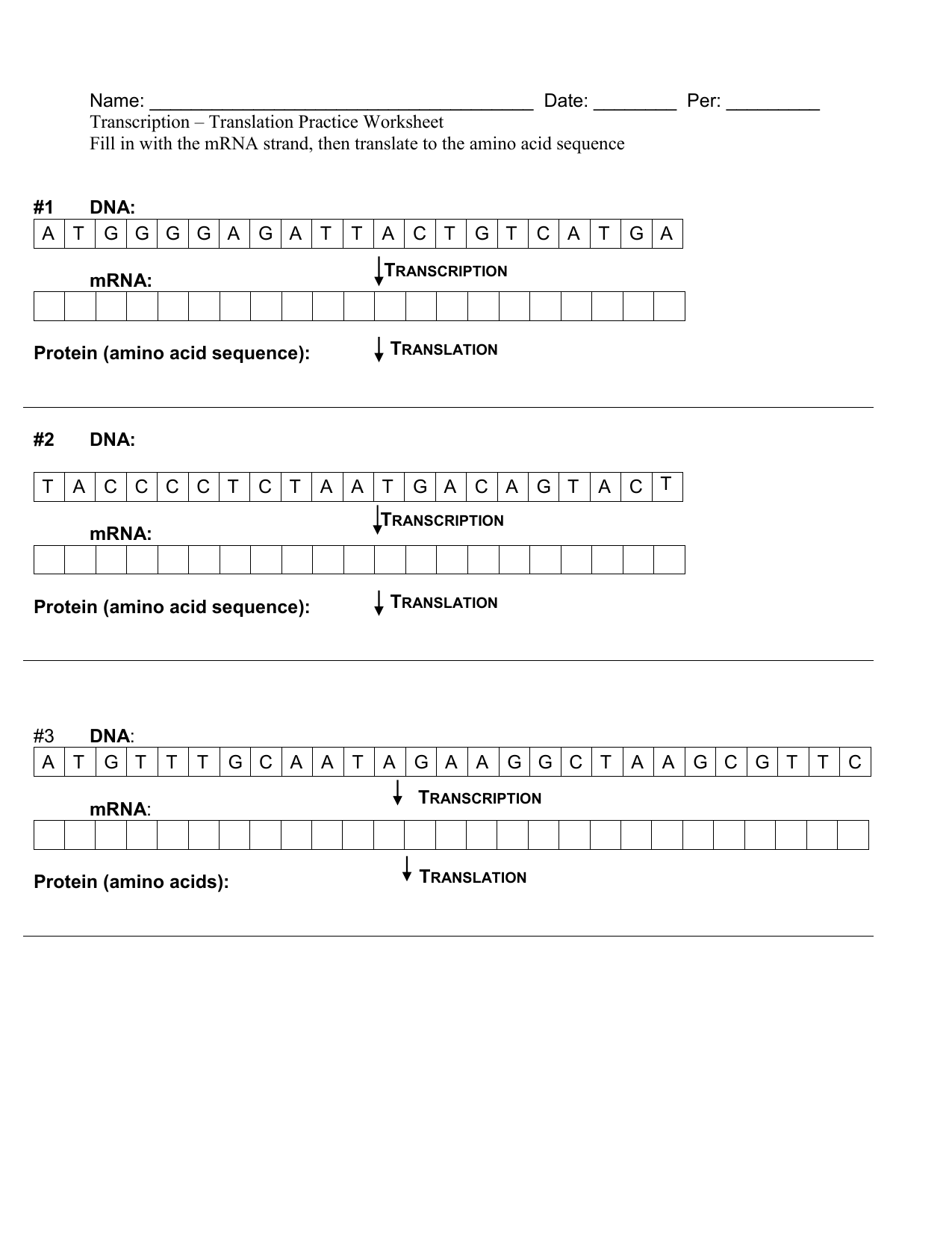 Transcription Translation Practice Worksheet with Answers Within Transcription And Translation Worksheet