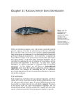 Chapter 11 Regulation of Gene Expression