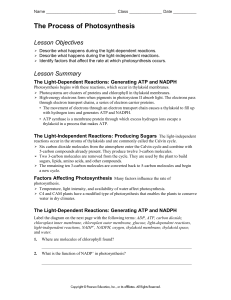 photosynthesis workbook lesson