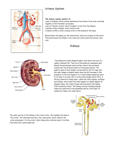 Urinary System