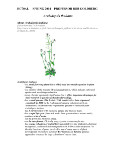 Arabidopsis thaliana - Molecular, Cell, and Developmental Biology