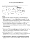 meiosislab