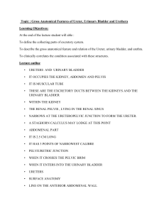 Gross Anatomical Features of Ureter, Urinnary Bladder and