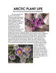 ARCTIC PLANT LIFE http://www.aitc.sk.ca/saskschools/arctic