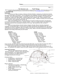 Rat Dissection