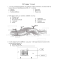 Pre-AP Biology Cell Transport Worksheet