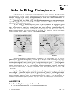 Lab 6: Electrophoresis