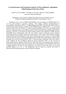 Crystal Structure and Functional Analysis of Glyceraldehyde