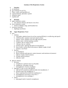 Anatomy of the Respiratory System