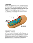 Mitochondria Mitochondria are the organelles that function as the