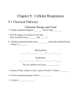 Chapter 9: Cellular Respiration