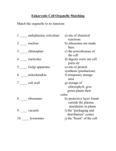 Eukaryotic Cell Organelle Matching