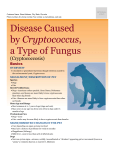 disease_caused_by_cryptococcus