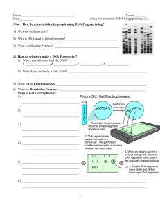 DNA Fingerprinting Notes - Hicksville Public Schools