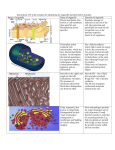 Fill in the columns by identifying the organelle and then