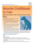 struvite_urolithiasis_in_cats