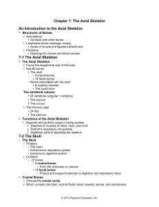 An Introduction to the Axial Skeleton