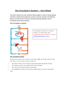 The Circulatory System – Fact Sheet