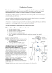 Ch 36 Endocrine System