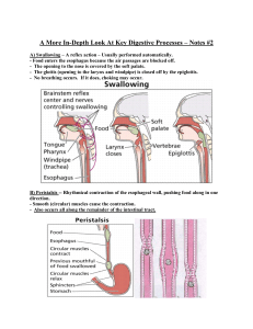 Unit I Notes #2 -Key Digestive Processes - Mr. Lesiuk