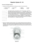 Digestive System 24