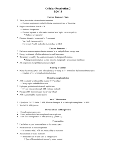 Cellular Respiration 2