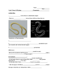 Unit 5 Notes #5 Roundworms Fill In - Mr. Lesiuk