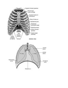 Thoracic Cavity Pleural sac Visceral pleura Invests the lung and