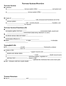 Nervous System Overview - Moorpark High School
