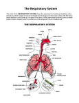 The Respiratory System - hrsbstaff.ednet.ns.ca