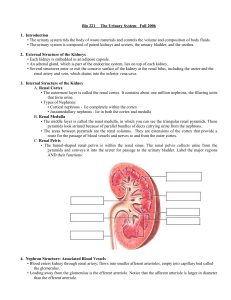 Bio 221 The Urinary System Spring 2006