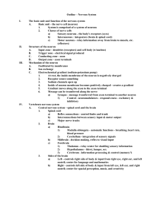 Outline – Nervous System I. The basic unit and function of the