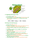 Photosynthesis - Phillips Scientific Methods