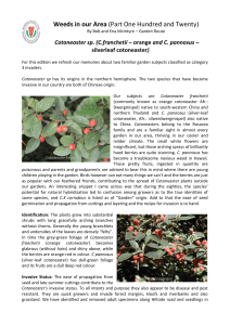 Article 120 Cotoneaster revisited - Botanical Society of South Africa