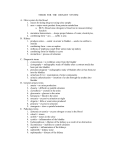 terms for the urinary system