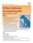 feline_ischemic_encephalopathy