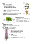 Anatomy of vascular plants notes