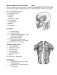 Muscular System Worksheet Name
