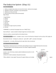 The Endocrine System (Chap 11) 11.1