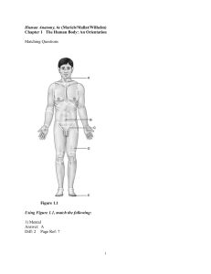 human-anatomy-media-update-elaine-n-marieb-6th