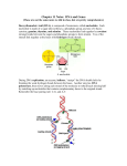 Chapter 11 Notes: DNA and Genes