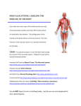 Muscular System: Labeling the Muscles of the Body