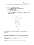Excretory System Booklet (ANSWER KEY