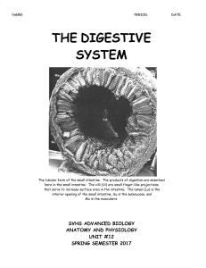 Digestive System Lab - Sonoma Valley High School