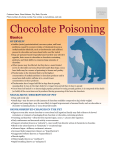 chocolate_poisoning