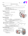 10. Human Reproduction Outline